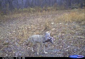 coyote-impacts-1