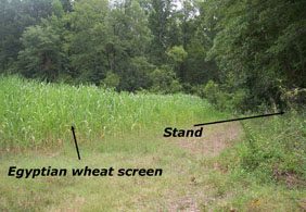 egyptian-wheat-screen