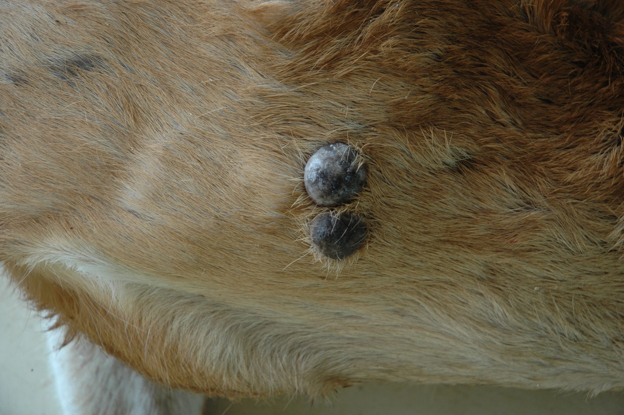 Cutaneous Fibroma - White-tailed Deer - Wassaw Island GA 7-08_1