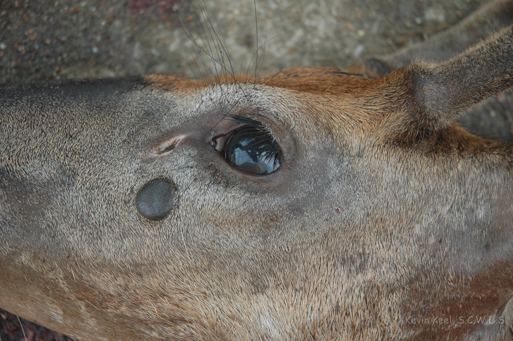 Nasal Bots in Deer  Nasal Bots in Whitetail